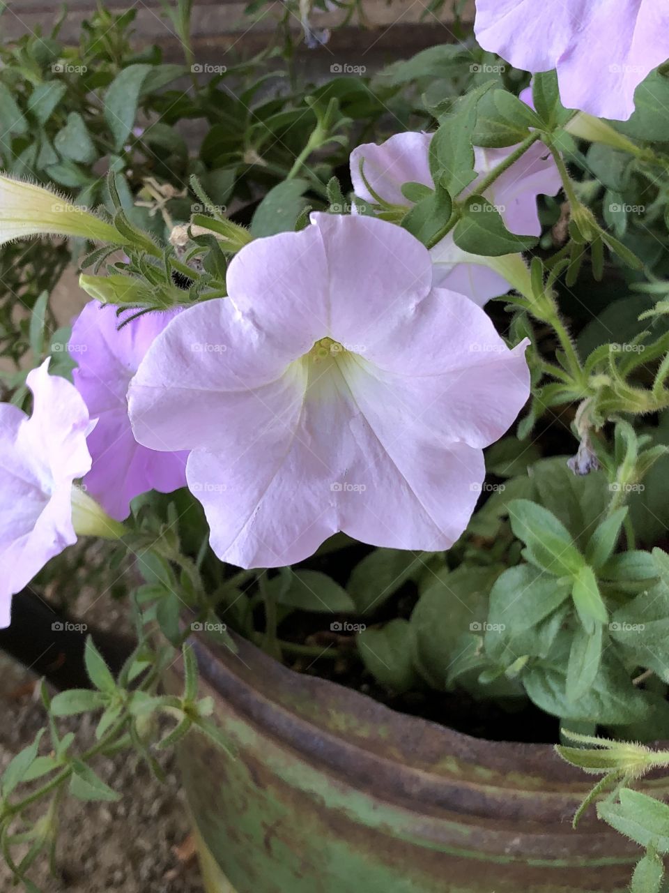 Lilac vibrant colored flower