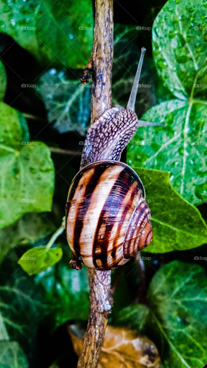 snail