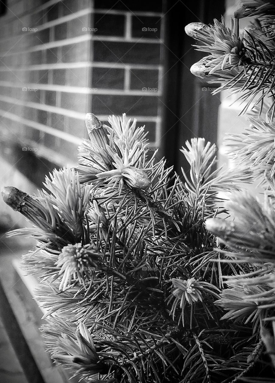 Needles and pins at the door