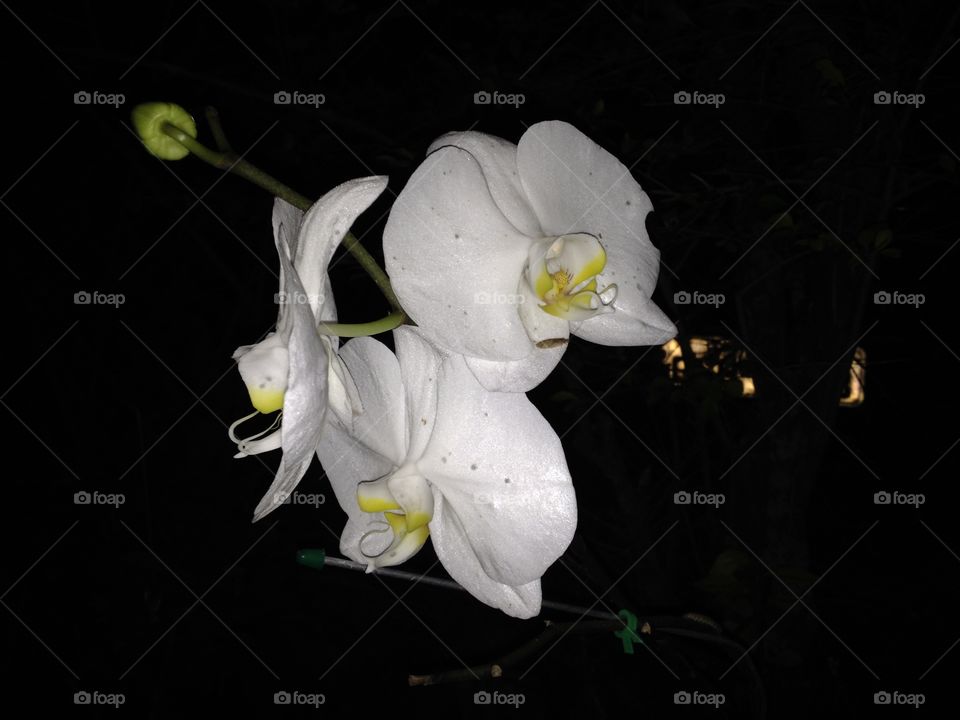 Orchid flower