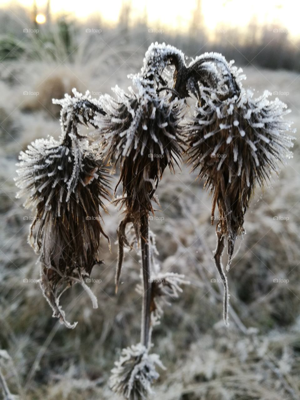 Frost covered thistle