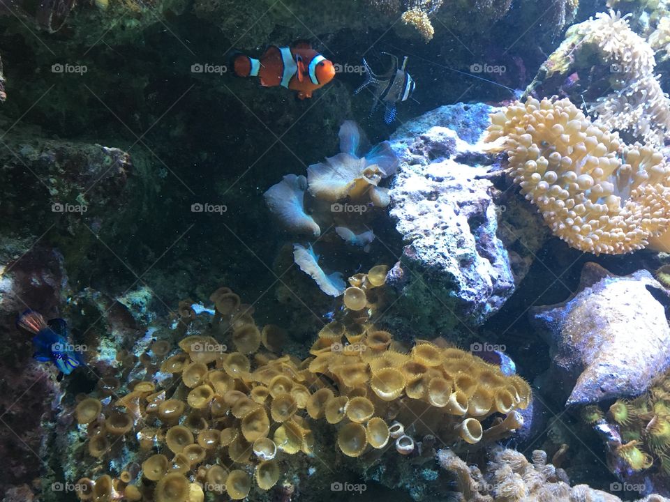Clownfish Nemo at New England Aquarium