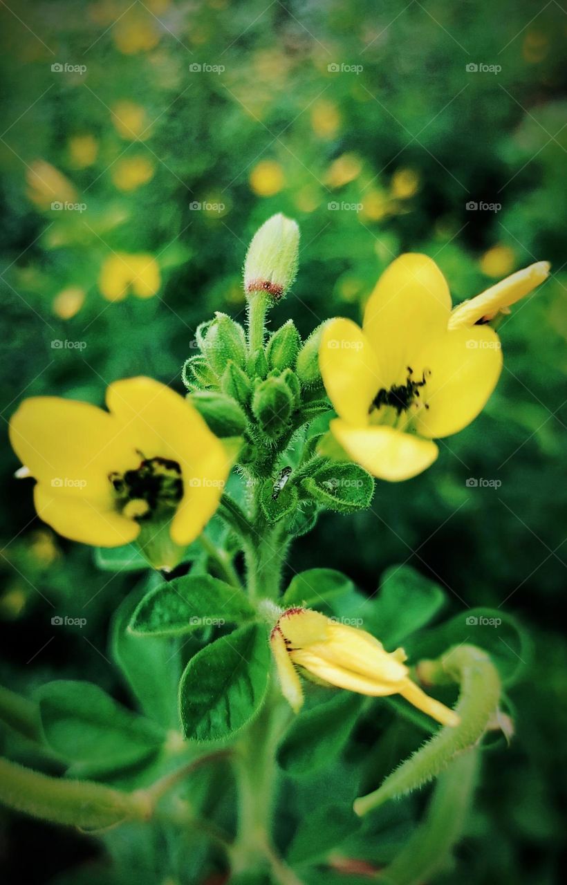 Bush flowers by the road