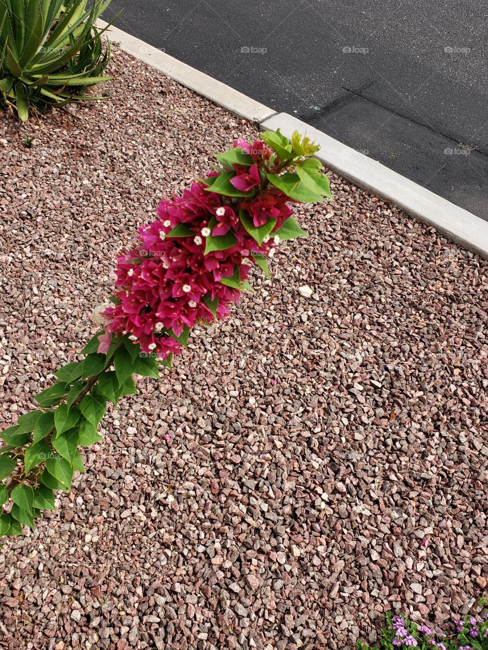 flowering cactus