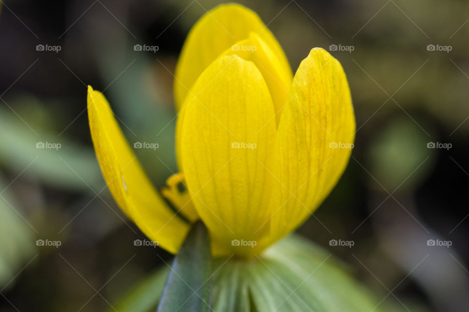 a beautiful tiny yellow flower shot with a macro lens