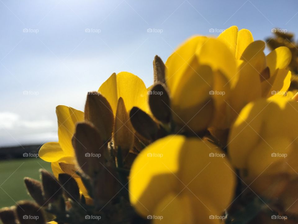 Sunlight on blooming yellow flowers