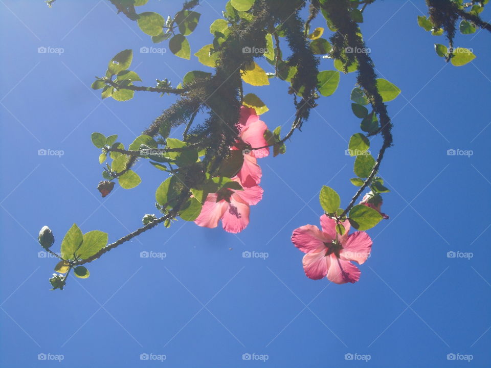 LEAVES, FLOWERS, ENVIRONMENT, PLANT, GARTEN.