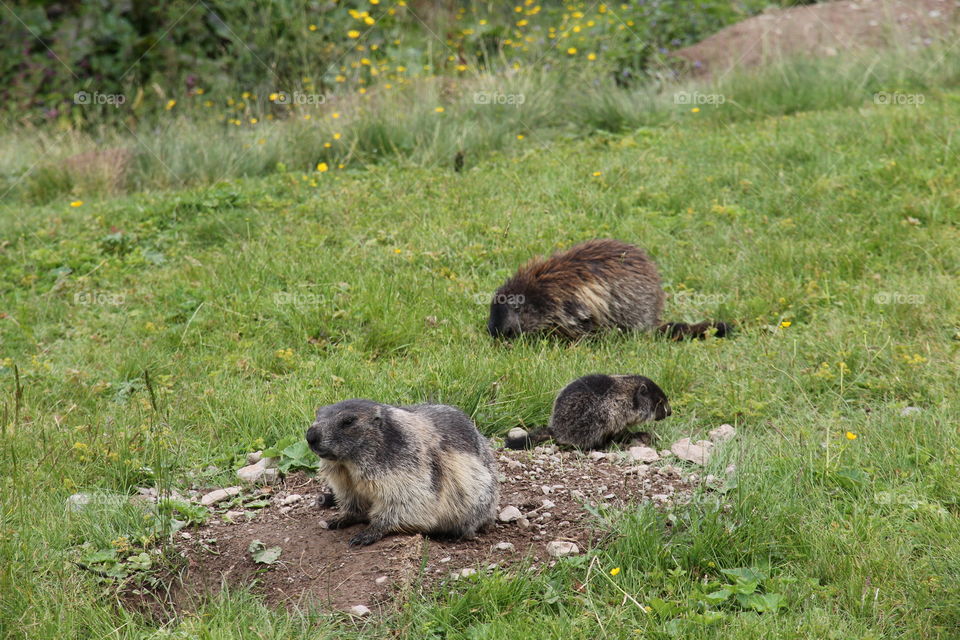 Beaver family in grassy land