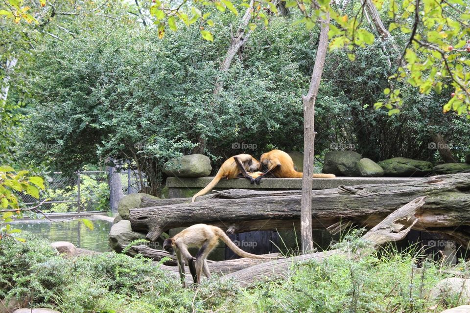 Just Hangin Around. Monkeys at the zoo.