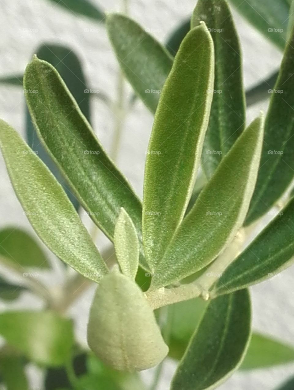 Nevadillo blanco, olive