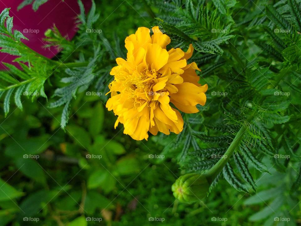 beautiful clavelillo