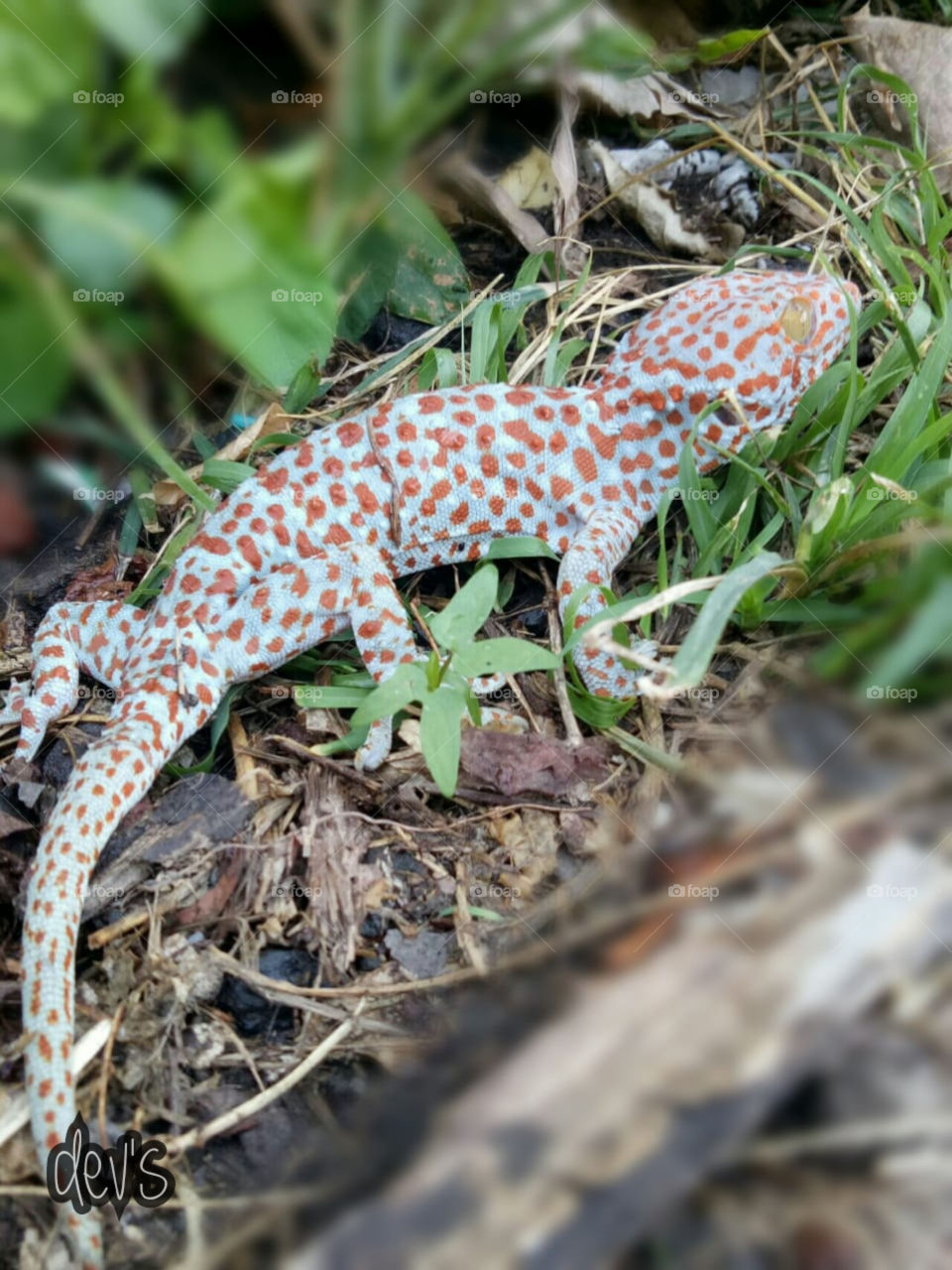 Where am I going on 🦎