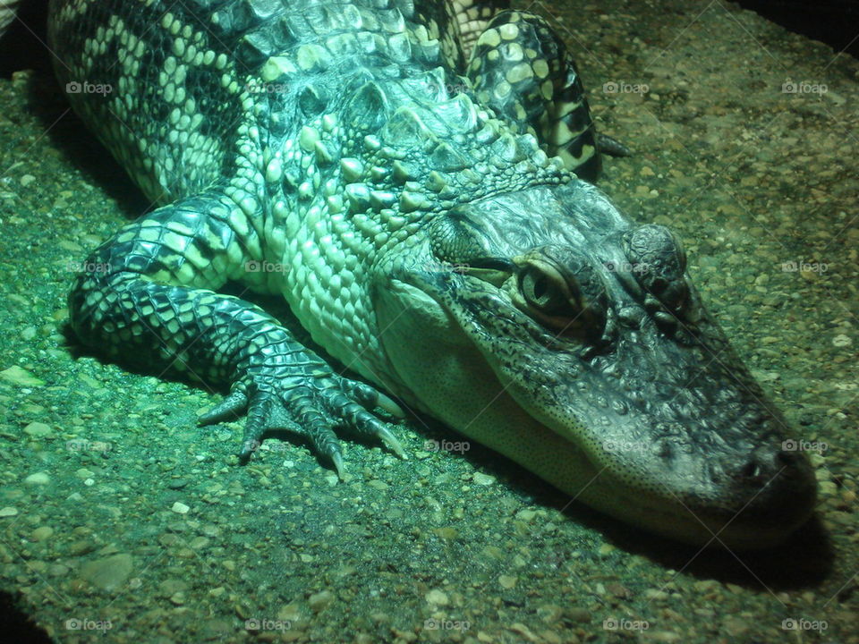 alligator