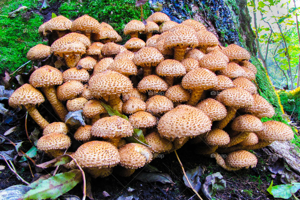 cluster of Shaggy Scalycap mushrooms Pholiota Squarrosa on forest floor