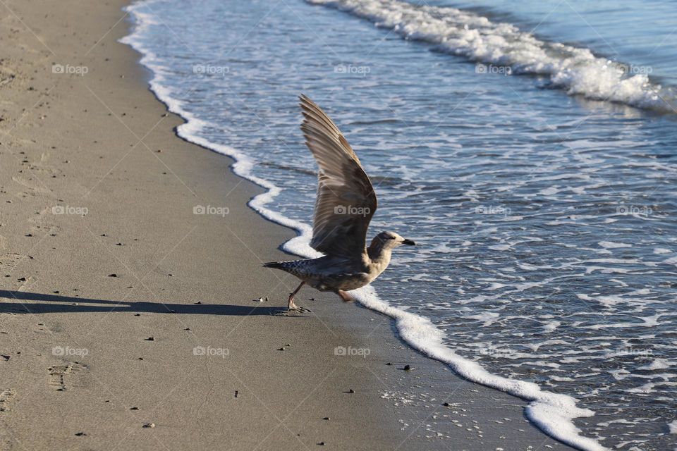 Seagull ready to takeoff 