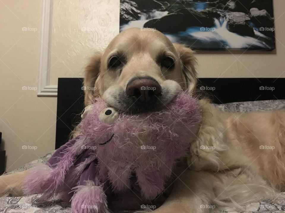 Dog, Pet, Mammal, Domestic, Canine