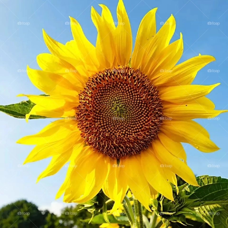 Sunflower
