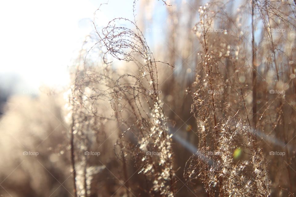 Reed grass sparkles in early Spring sunlight near the Great Lakes of northern Ohio, USA