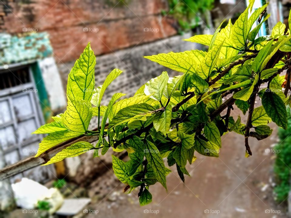 Light green coloured branch with a morning shine and perfect sharpness of of portrait with highlights of yellow colour.
