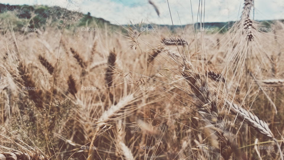 wheat field