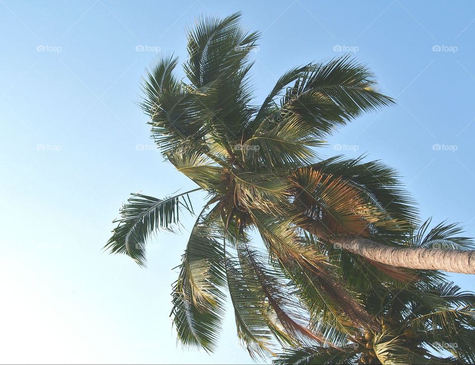 Low angle view of coconut palm tree