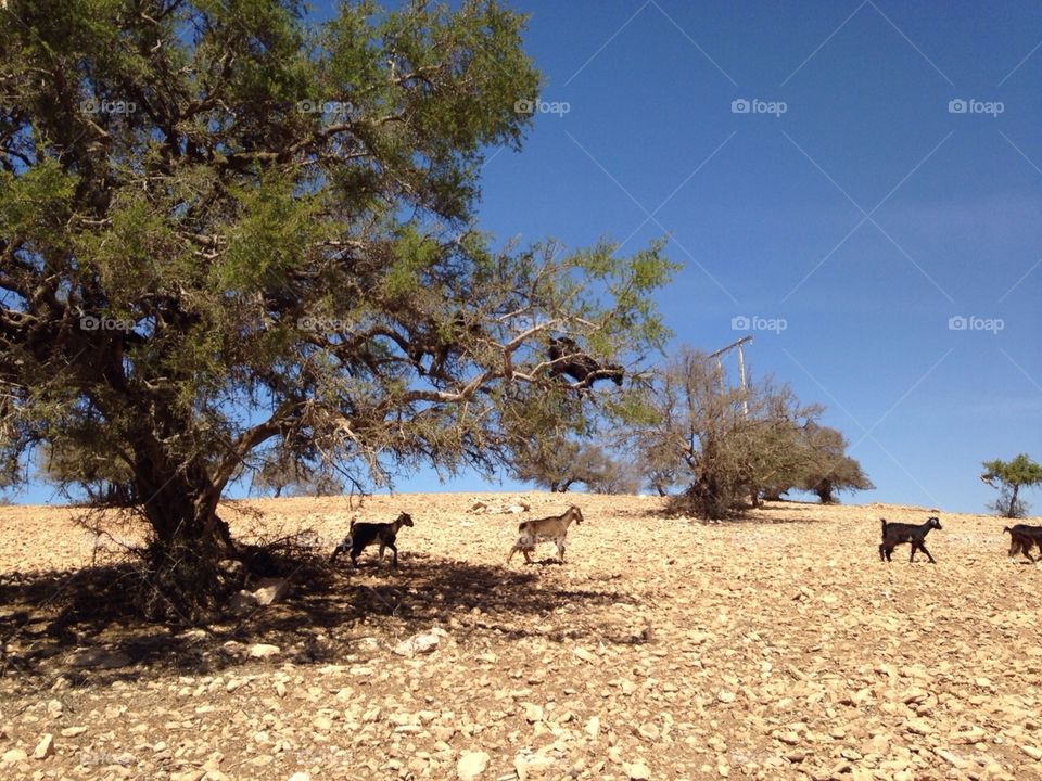 Moroccan goat on the tree. In Morocco goats feed on the leaves of the trees directly 
