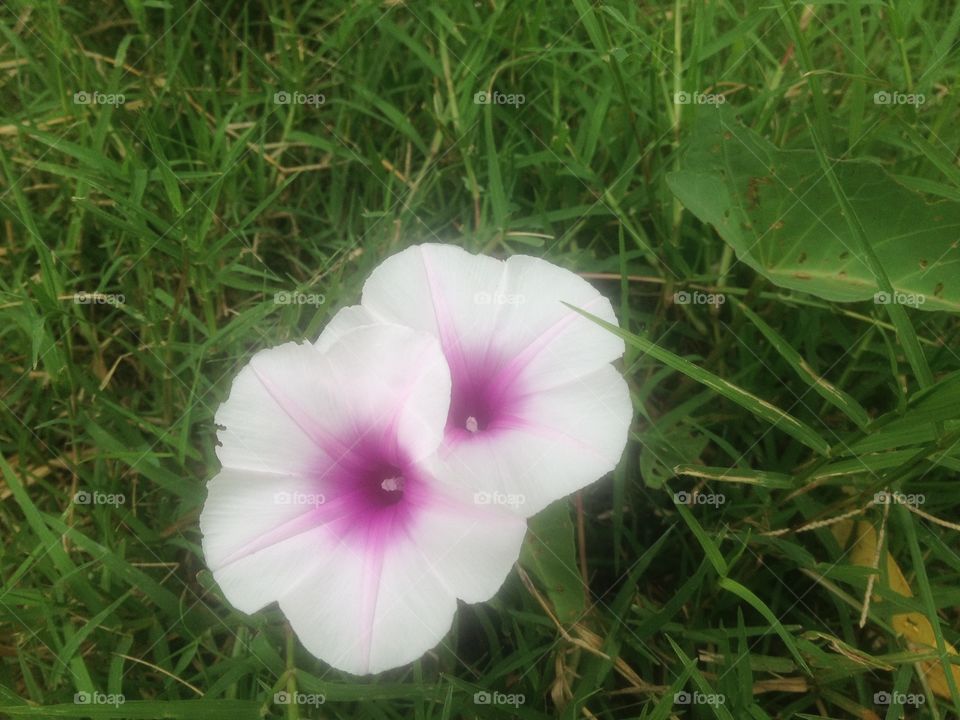 Morning glory on grass background.