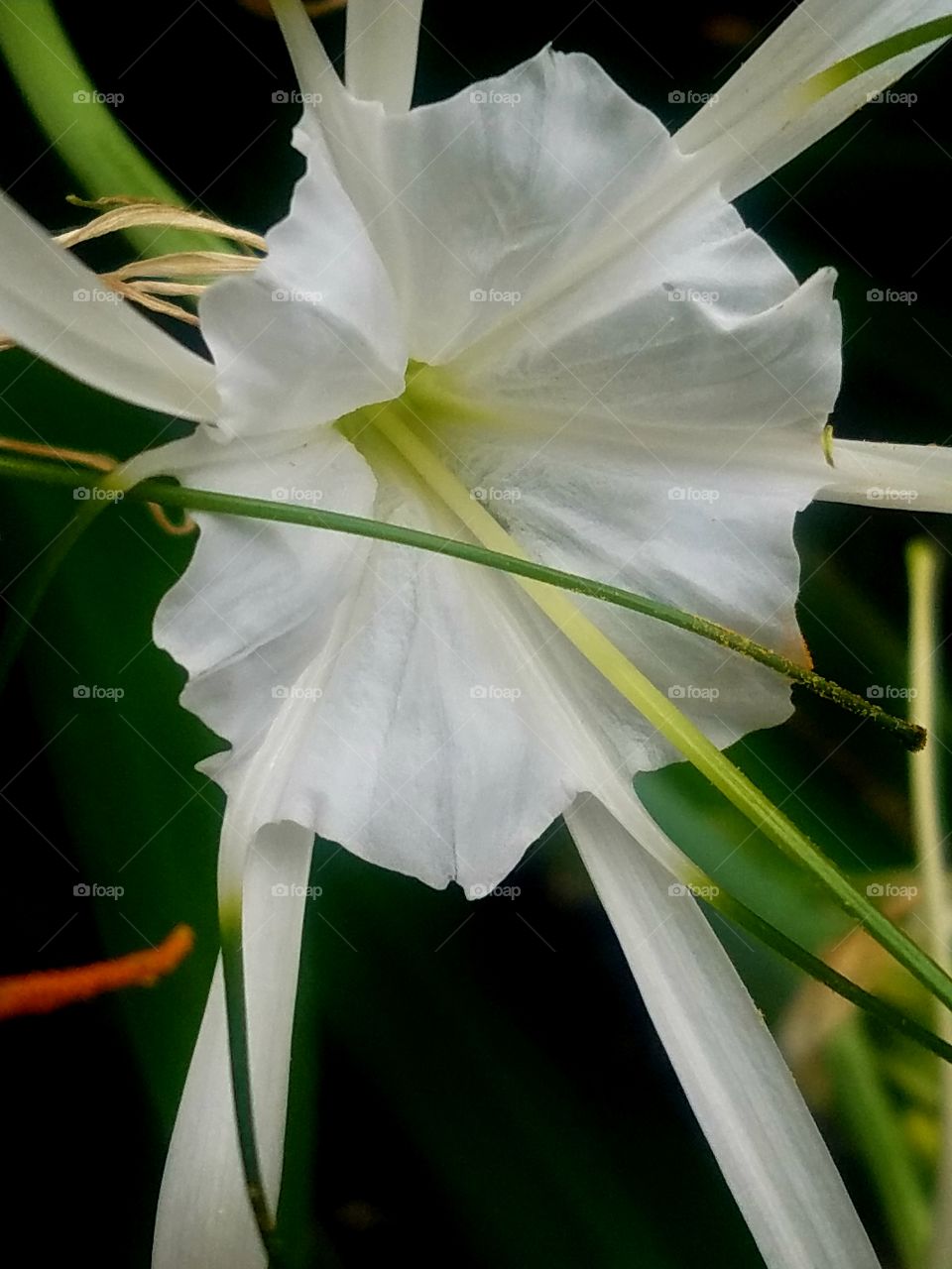 Delicate Spider Lily