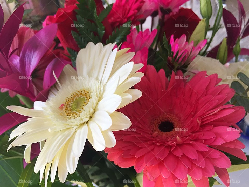 Gerbera flowers 