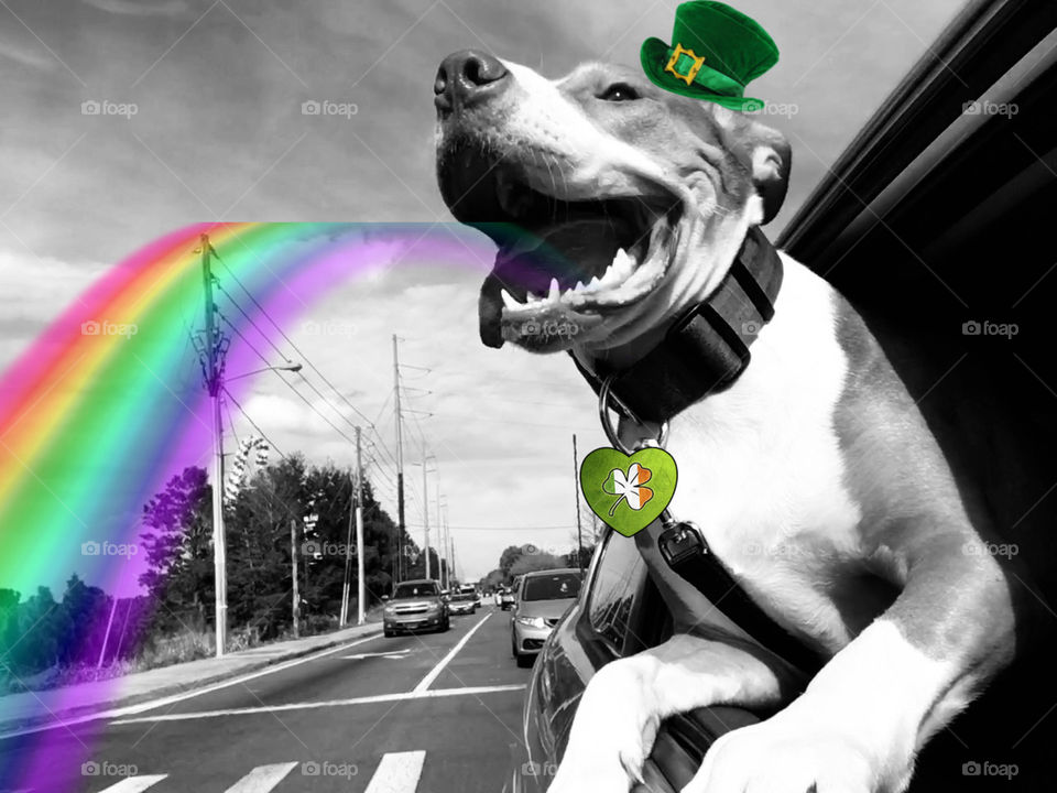 My rescue pitbull Stinky always makes me laugh and smile 