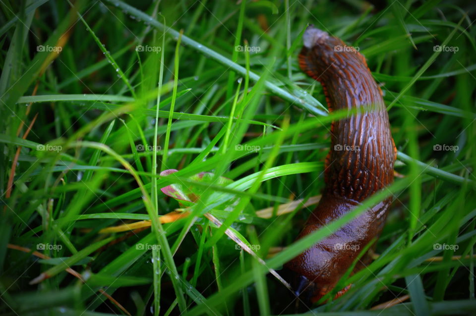 snail in the grass