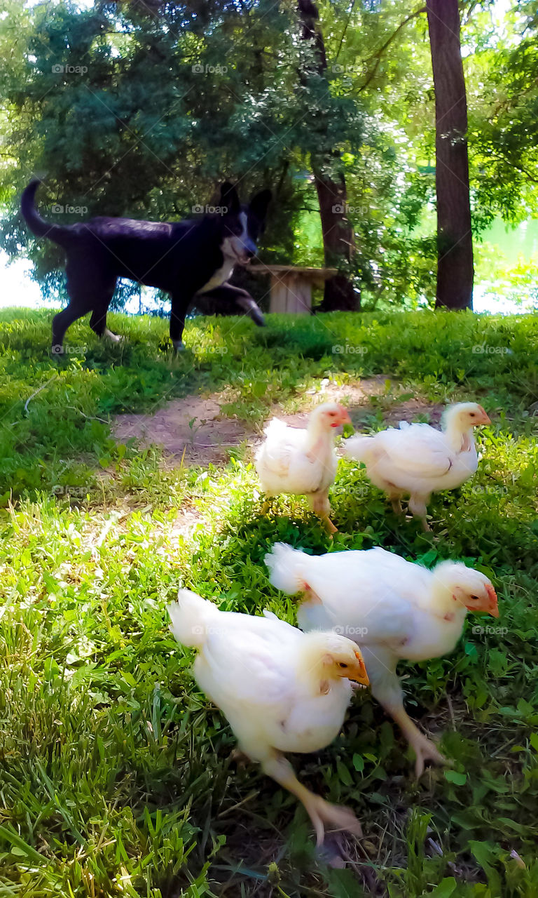 some dogs are just need to herd even when they herd the wrong animals.