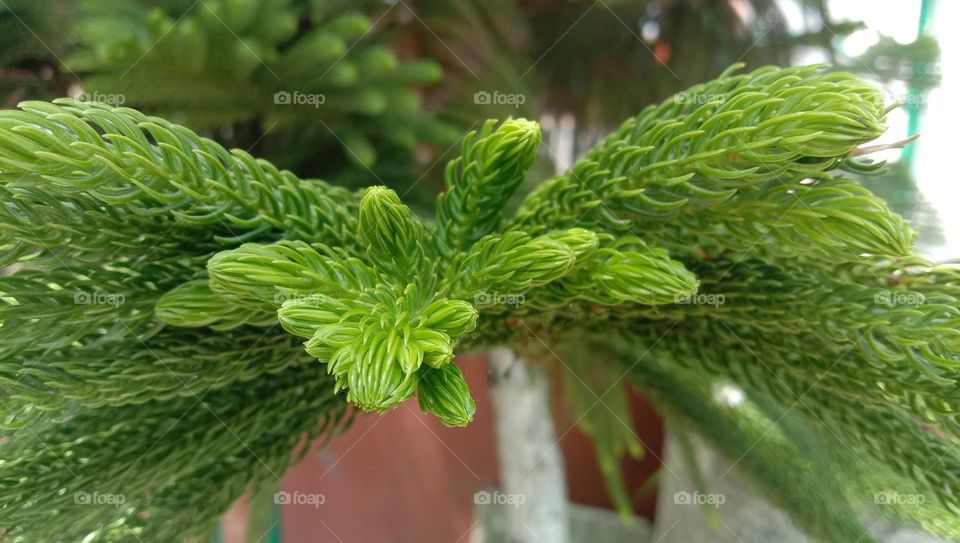 Close-up of green leaves