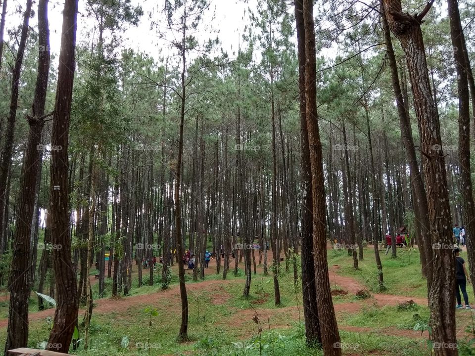 pine forest