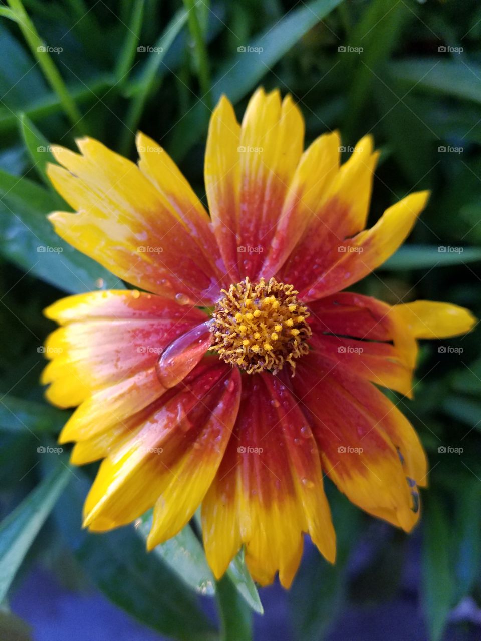 close up of a yellow and red Daisy