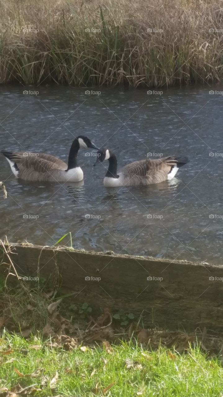 geese