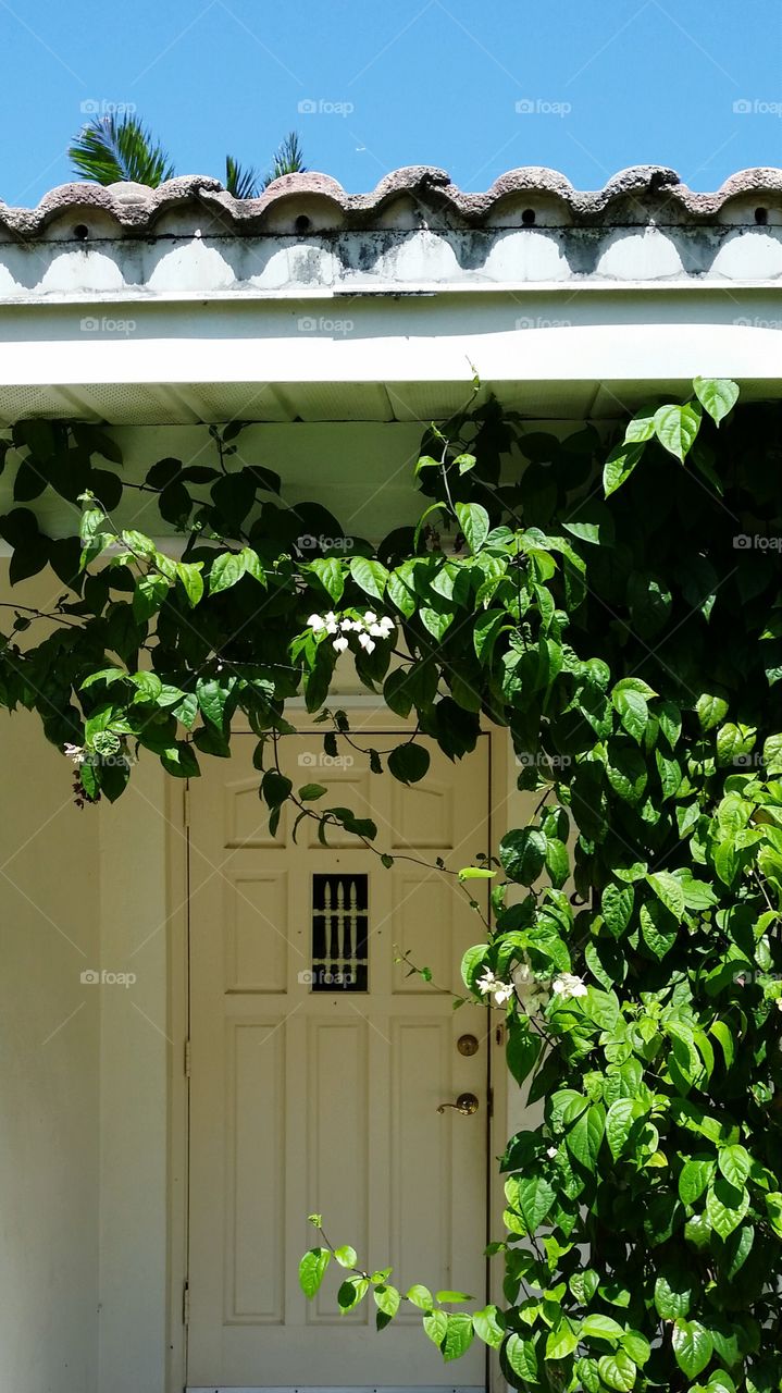 bleeding heart vine. Bleeding Heart vine