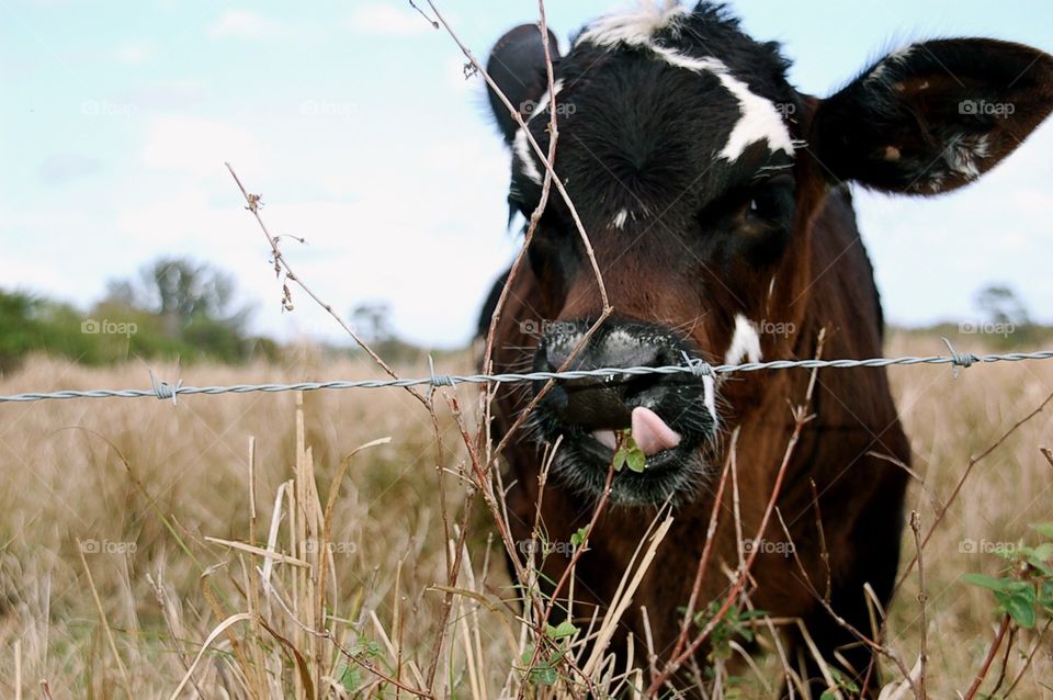 Cow 