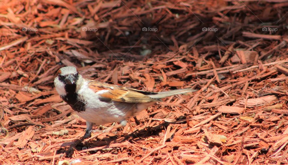 Male house sparrow on wood chips looking into camera 