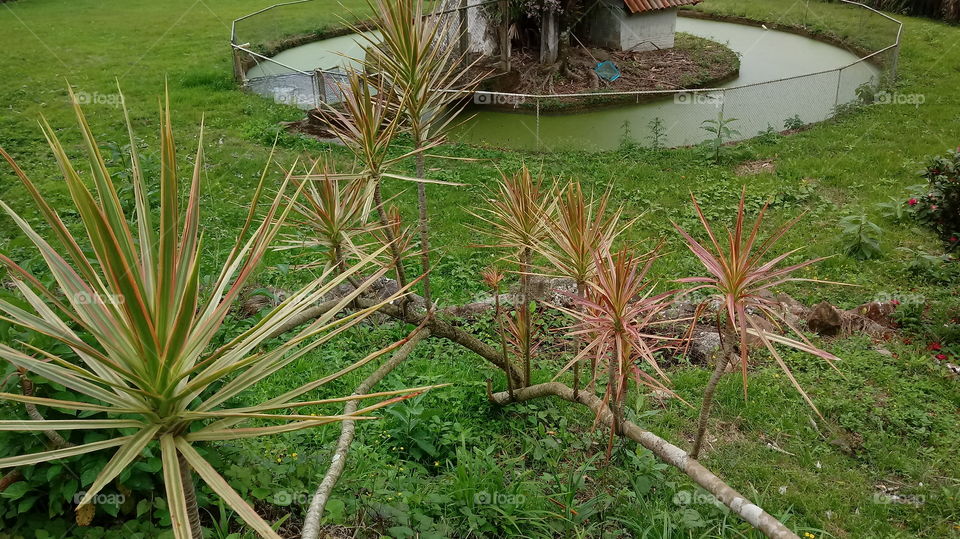 NATURE NATURAL ENVIRONMENT ECOLOGY