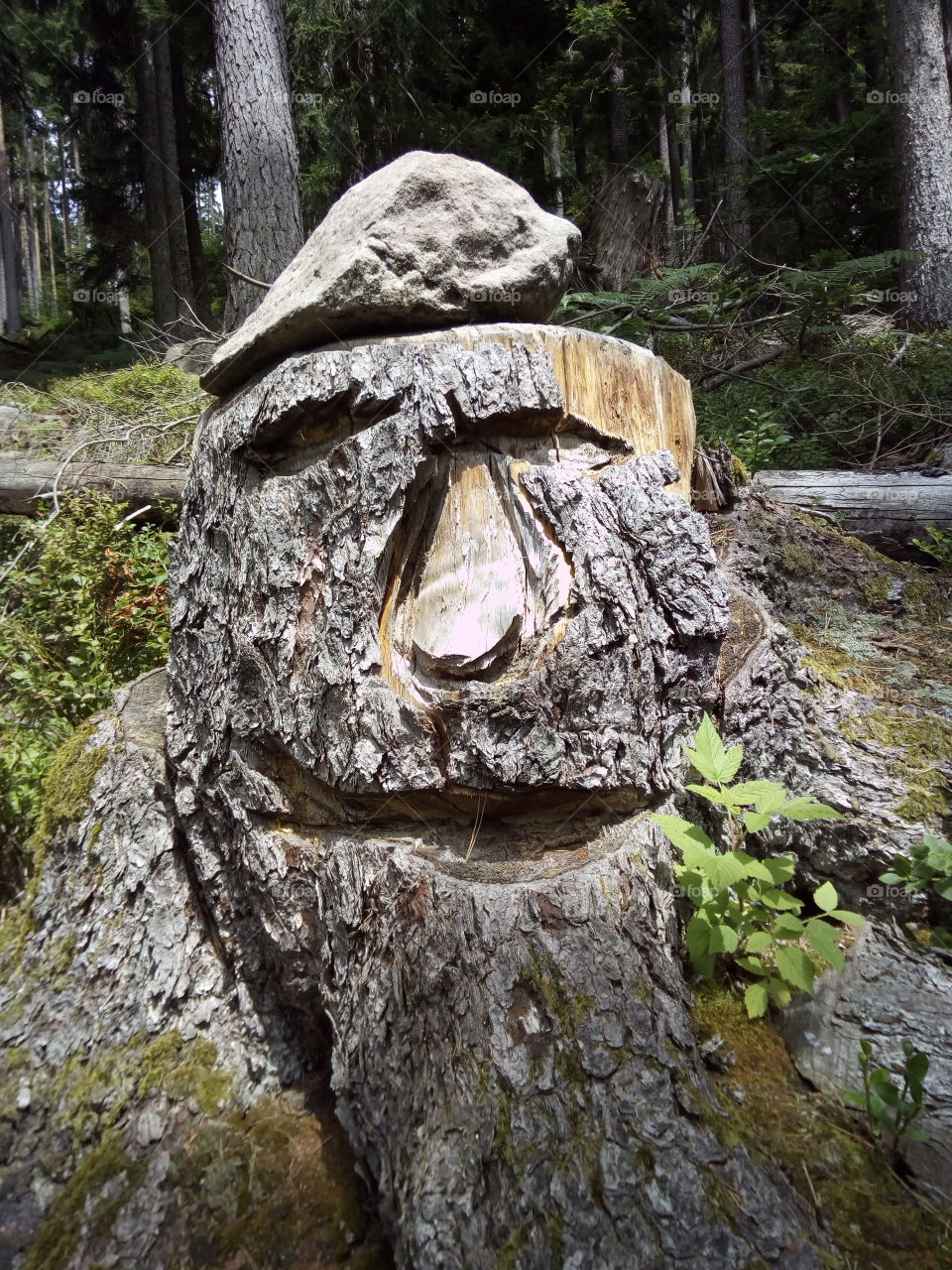 Head of the Black Forest