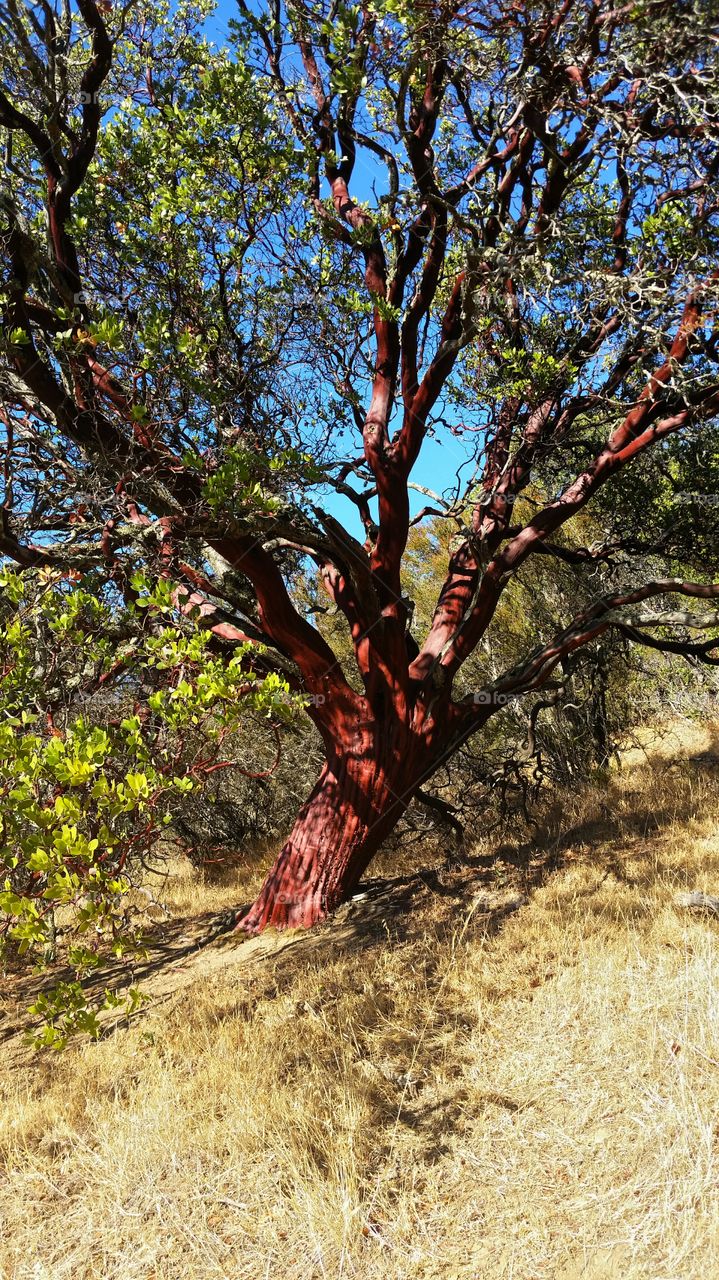 Huge Manzanita Tree, California
