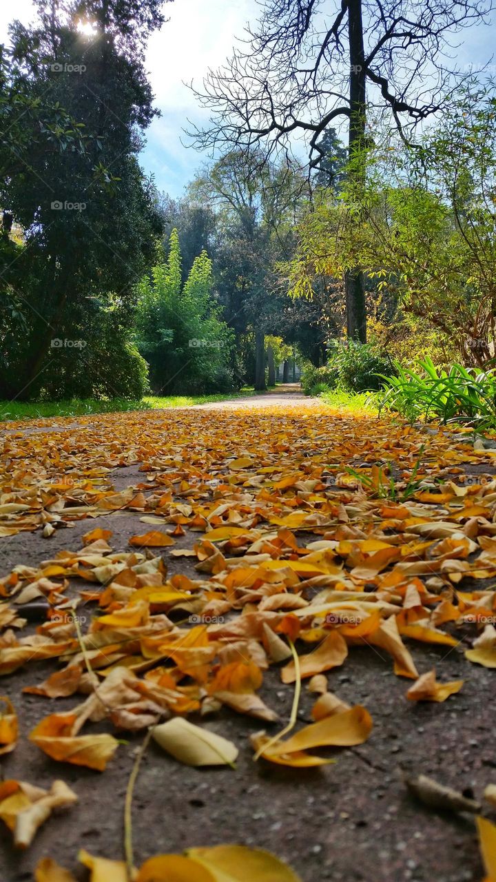 leaves and trees from ground