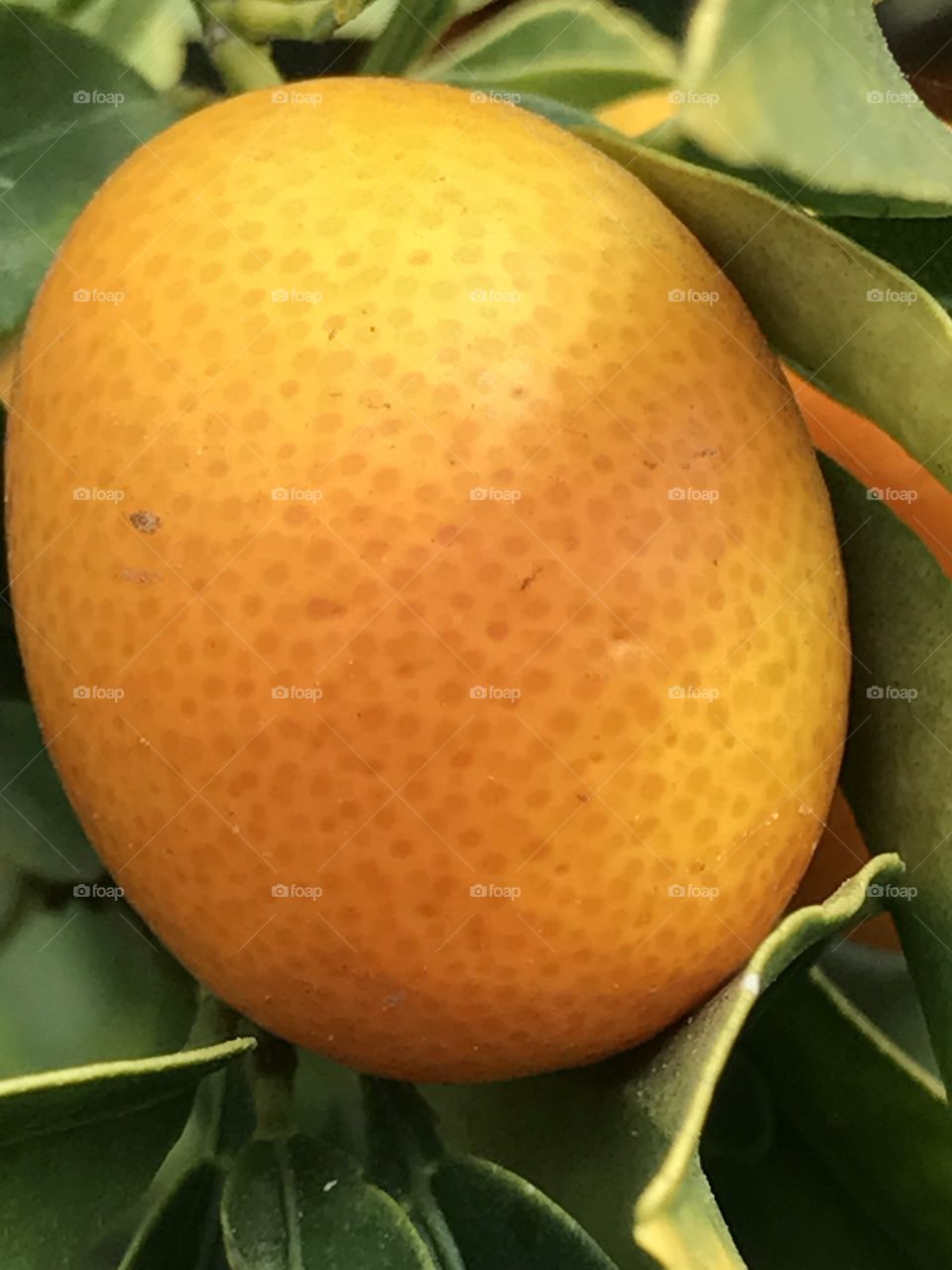 Kumquat close-up