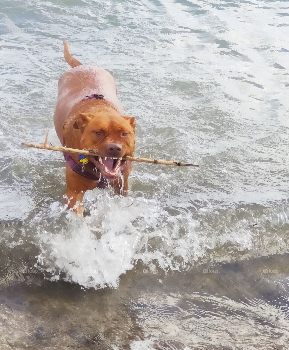 Dog showing her teeth holding a stick on her mouth and coming out of the water