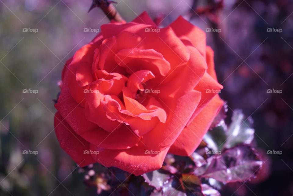 Close-up Rose
Springs 
California Flower