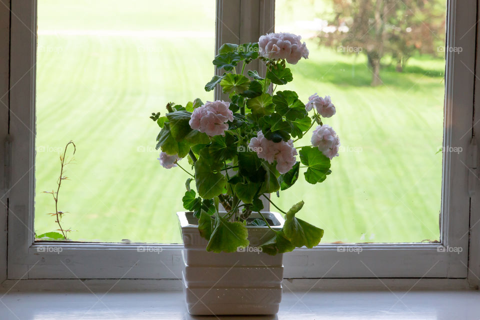 Beautiful geranium plant by the window 