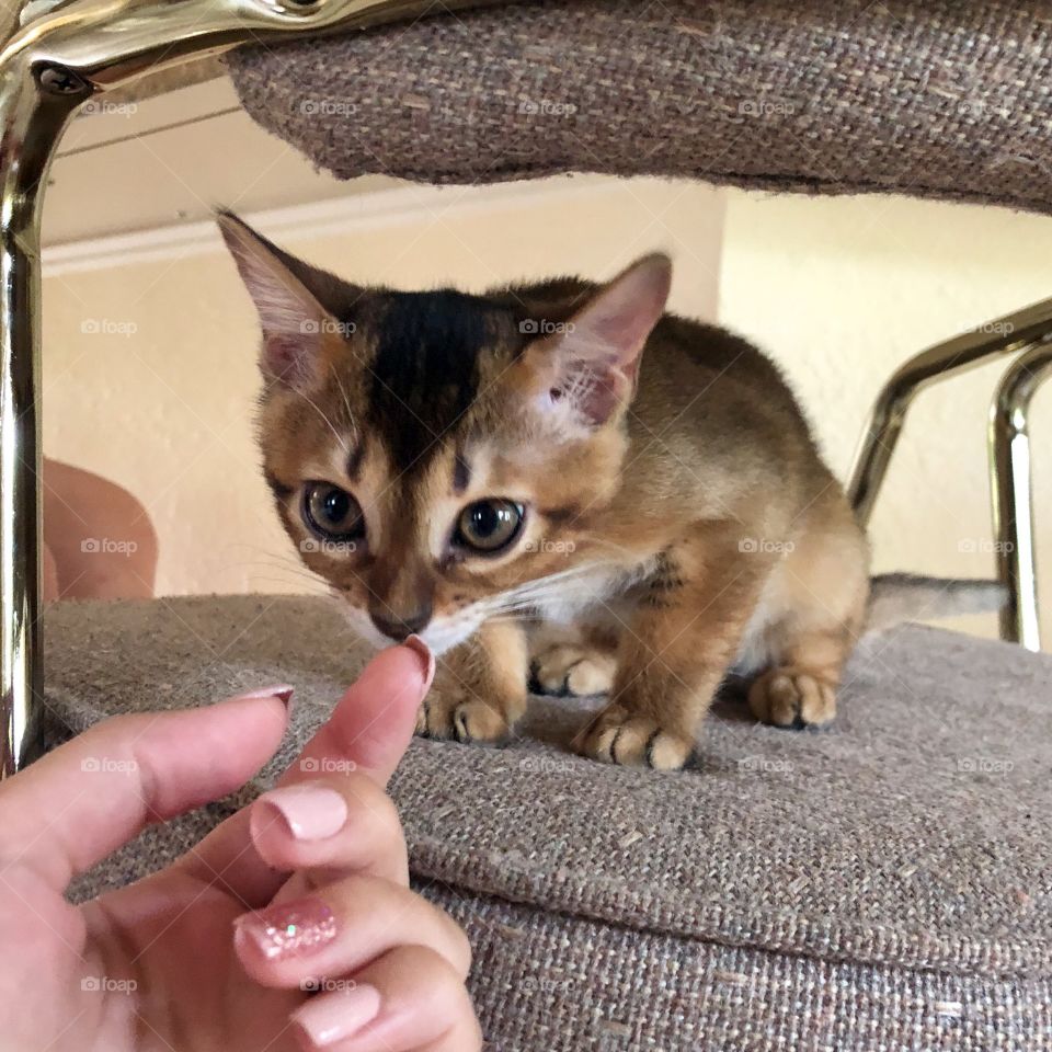 Small Brown kitty smells hand