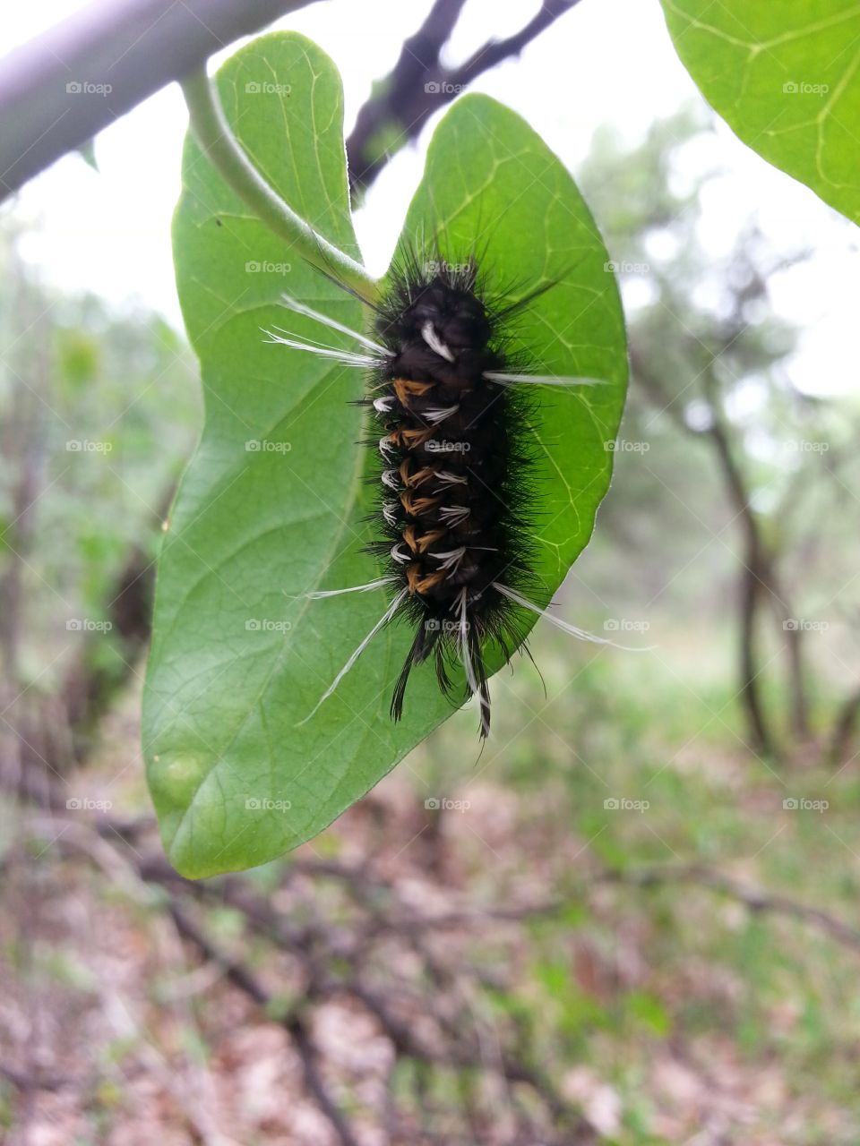 caterpill