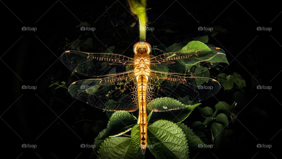 Dragonfly
